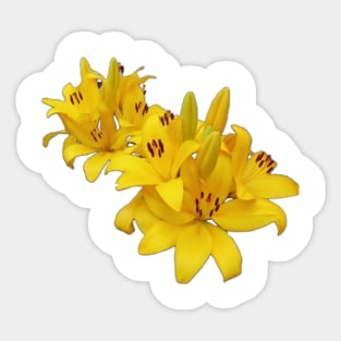 Yellow Lilies Sticker